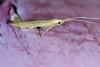 Coleophora sp.